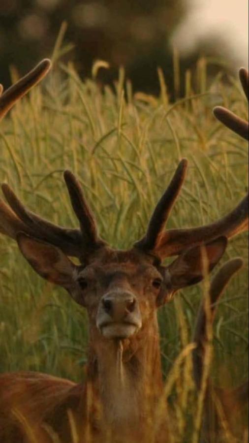 L'Hotie De Broceliande, Au Coeur Des Sites Naturels Et Legendaires Paimpont Bagian luar foto