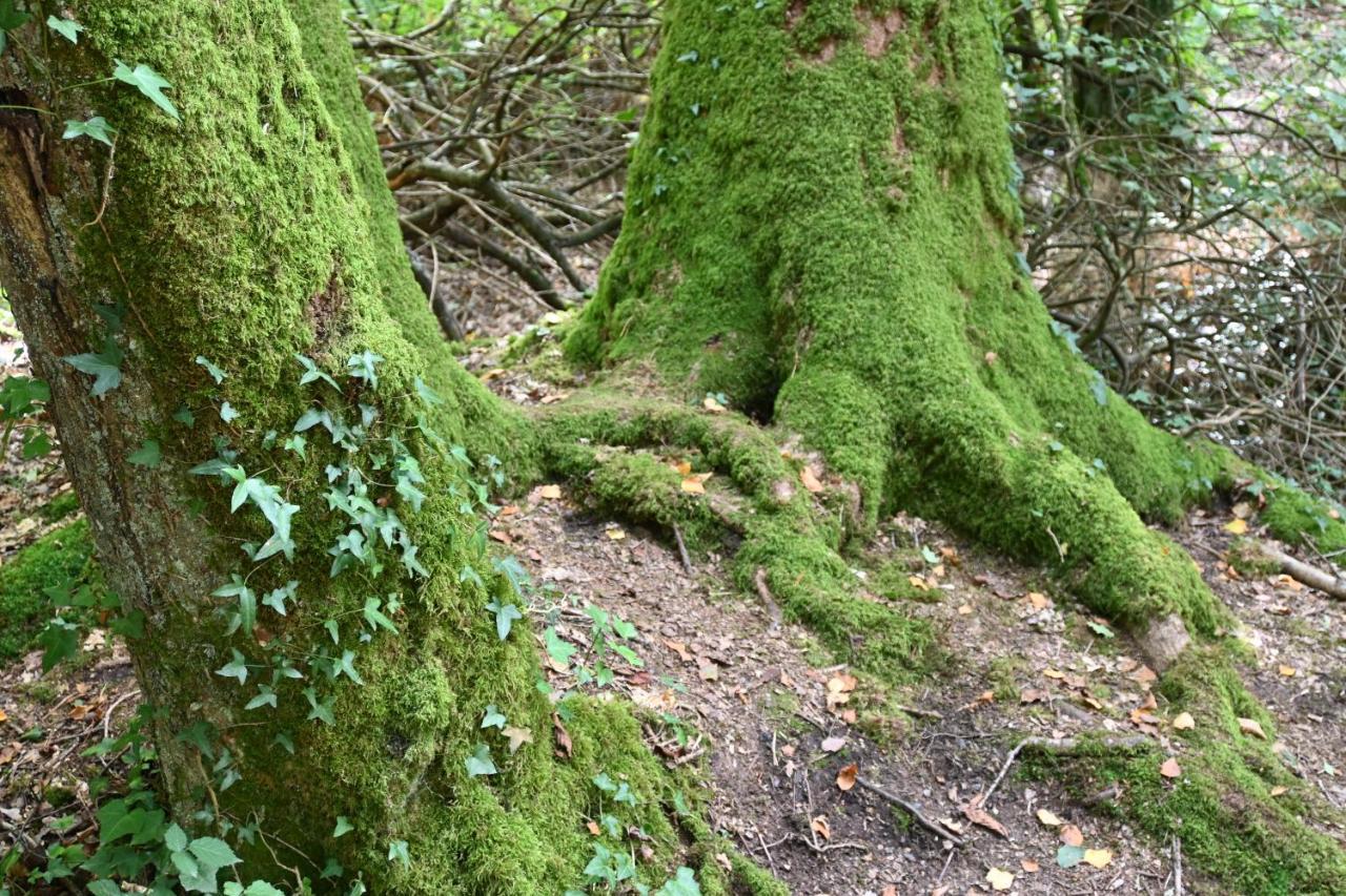 L'Hotie De Broceliande, Au Coeur Des Sites Naturels Et Legendaires Paimpont Bagian luar foto