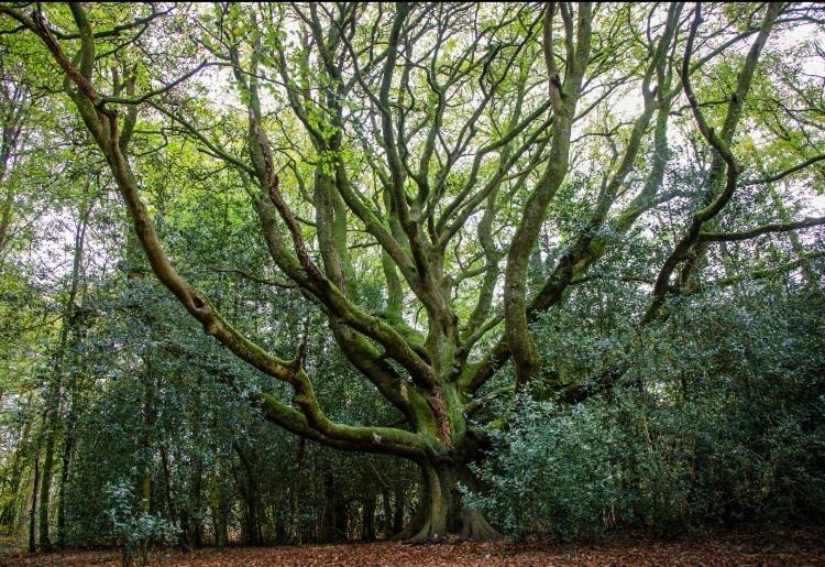 L'Hotie De Broceliande, Au Coeur Des Sites Naturels Et Legendaires Paimpont Bagian luar foto